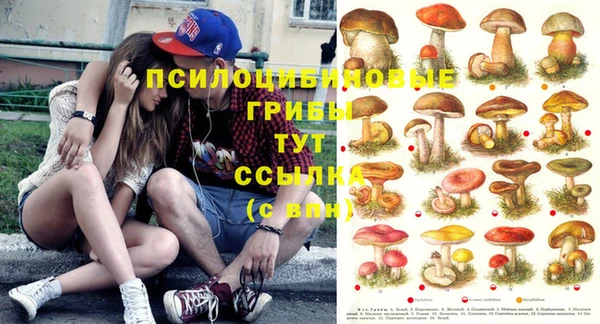шишки Дмитриев